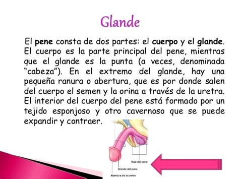 glande del pene función